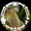 mybirdwaseatenbyacat avatar