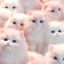 cats_games avatar