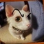 dudu_cat avatar