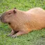 GustavoTheCapybara avatar