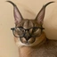 Salmoncete avatar
