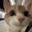 kittyklism avatar