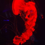 random_crow17 avatar