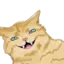 Kucing_Bahasa avatar
