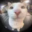 CatCubeMakerPR0 avatar
