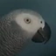 apollo_and_frens avatar