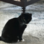mehdacat avatar