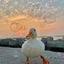 Your_Local_Ducky avatar