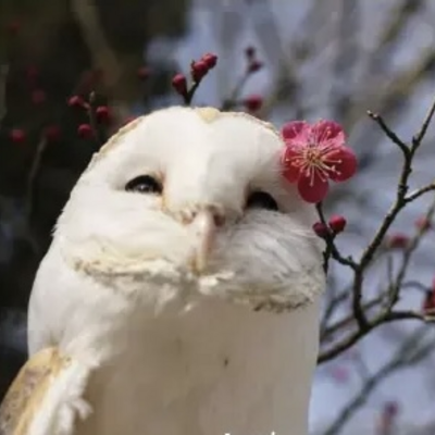 @0WL_