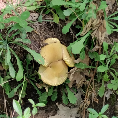 @Tymushrooms