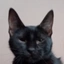 cat107 avatar