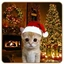 chiengom avatar