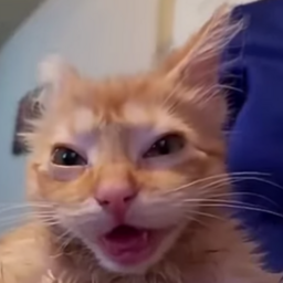 @meownese