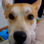 shar_pei avatar