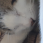 ylovecats avatar