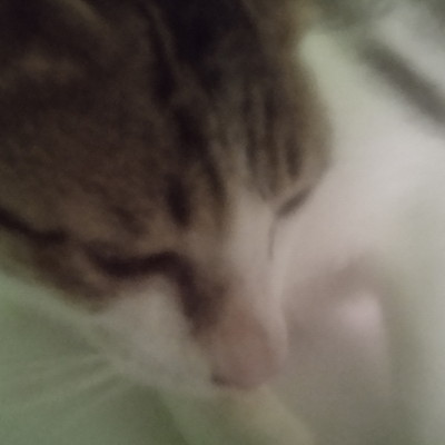 @-_kitty-pie_-