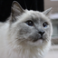 little_cats avatar