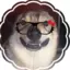 lpsanimalhospital_lover avatar
