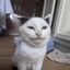 gorilla_and_pet_content avatar