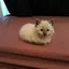 LoafyCat avatar