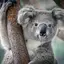 koalagame avatar