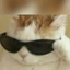 suscribe avatar
