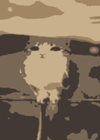Meowl ragdoll!