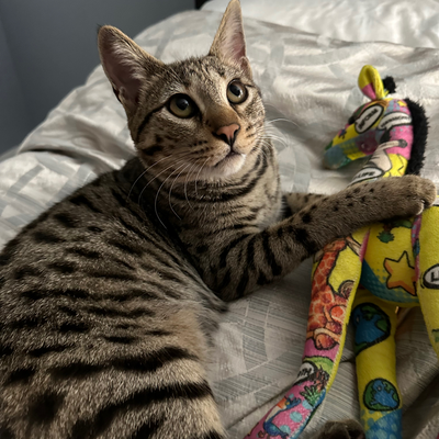 @tobycat