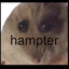 chunkyhampter avatar