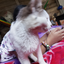 gato-verde avatar