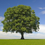 UR_LOCAL_MRTREE avatar