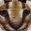 flopa2 avatar