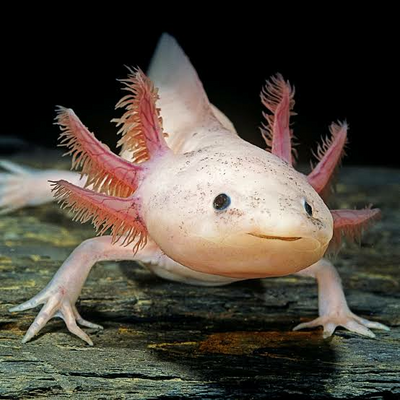 @axoworldoffishal