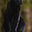 coco_The_Kitty avatar