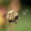 Lionbee avatar