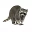 a_reborn_raccoon avatar