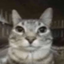 lowqualitycat avatar