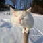 gato_pro1234 avatar