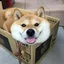 boxdoggo avatar