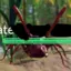 ant_life_reset avatar
