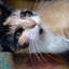 sussy_cats avatar