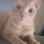 Ibrax avatar