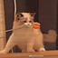 DWFANISHER3C05M0 avatar