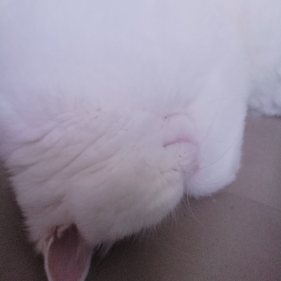 @Kuzya_my_cat2