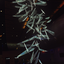 lighted avatar