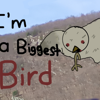 @bird_fan