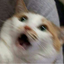 SlimeBlueCat avatar