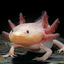 Froggdude avatar