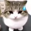 chayBOBIK_cat_idk avatar