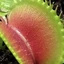 Flytrap avatar